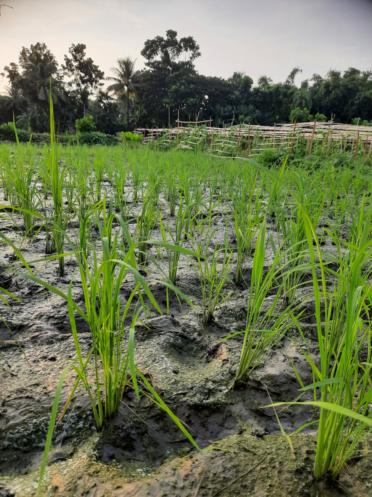 চাষ ও মাটির&nbsp;কথা