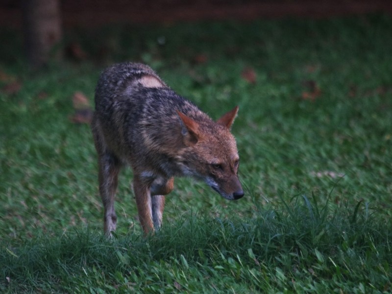 The Golden Jackal – Kolkata’s last remaining wild&nbsp;carnivore