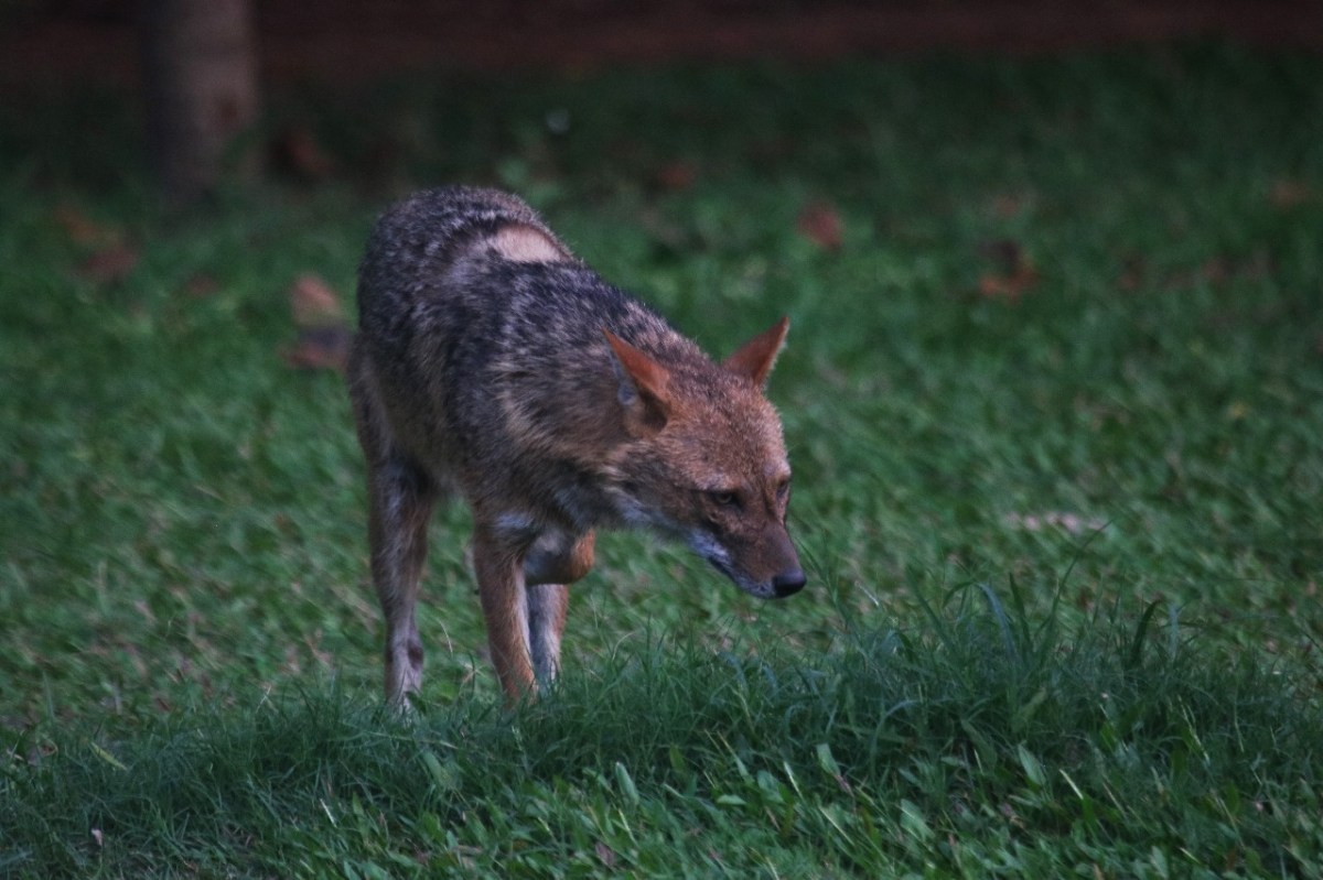 The Golden Jackal – Kolkata’s last remaining wild&nbsp;carnivore